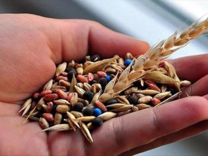 Türkiye'nin tohum ihracatı ve üretiminde rekor