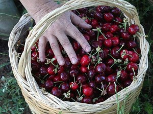 Kiraz, üreticisinin yüzünü güldürecek