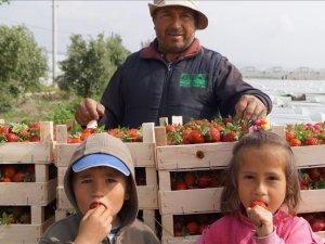 Silifke'den çilek ihracatı başladı