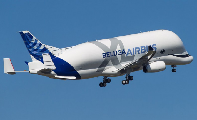 beluga2.jpg