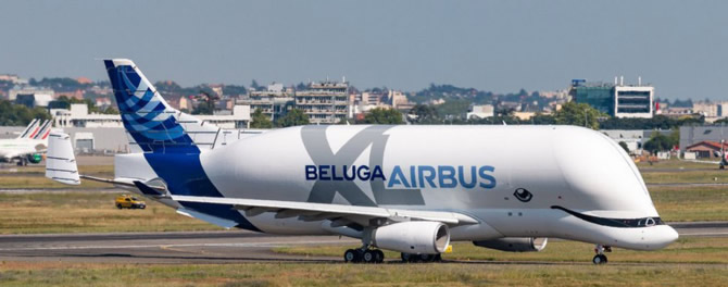 beluga3.jpg