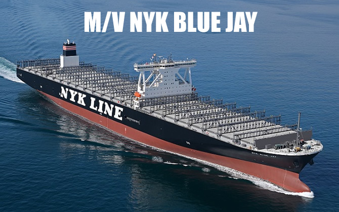 nyk_blue_jay_buyuk.jpg