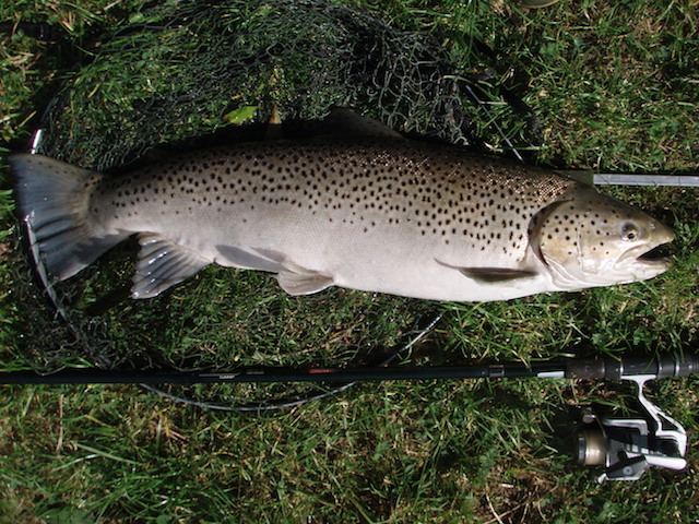 ouse-sea-trout.jpg